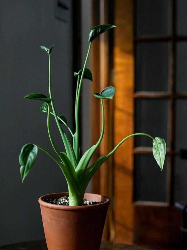 RedCrocus - RedCrocus Tiny Dancer Elephant Ear Alocasia, Compact Foliage Plant for Shade, Indoor & Container Use, Tough, Attractive, Pet Warning, Well-Drained Soil, Moderate Humidity 6" Pot