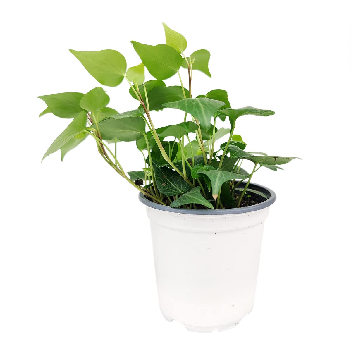 Green Ivy Plant - Heart-Shaped Green Leaves Houseplant for Home Decoration - Air Purifying, Easy to Grow Houseplant (Grower Pot, 4 inch)