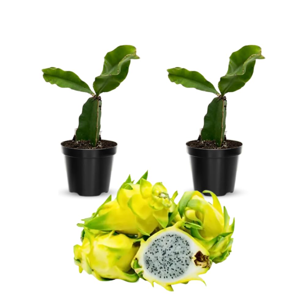 2 Yellow Dragon Fruit Tree Live Plant, 4 to 7 Inc, Live Dragon Fruit Plant, Sweet Fruit Plant Outdoor Garden, Without Pot
