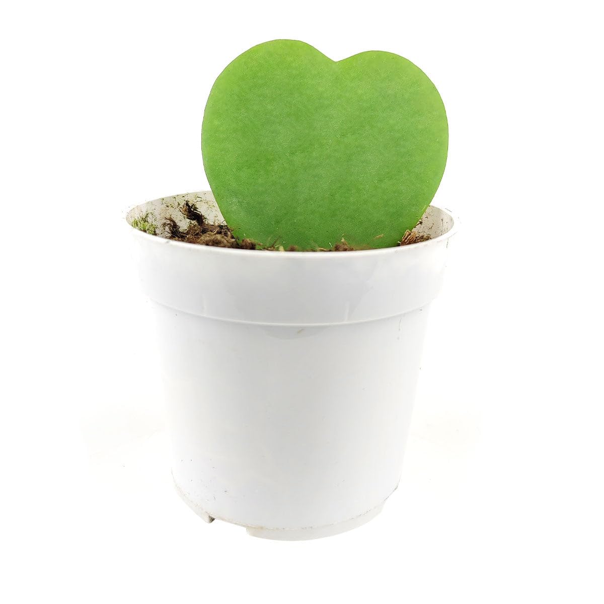 Hoya Kerrii Heart (2" Grower Pot) - Sweetheart or Valentine Hoya - Heart Shaped Leaf Houseplant - Live Healthy Houseplant for Home Office Decoration