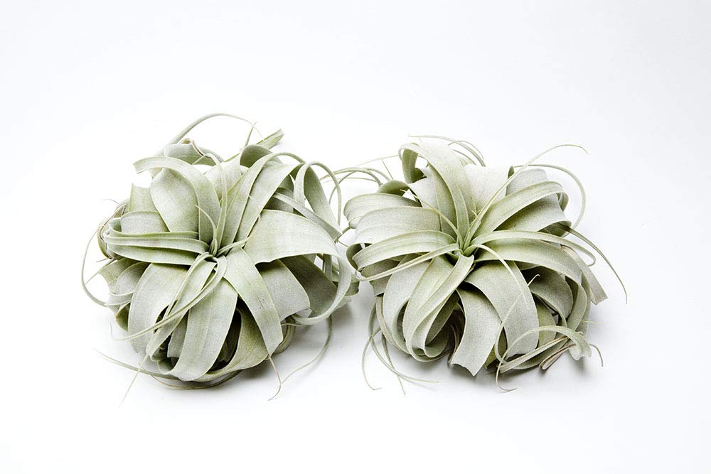 Garden in the City Air Plant Tillandsia Xerographica 6" Wide, Greenhouse Grown, Ships from California, Indoor Outdoor