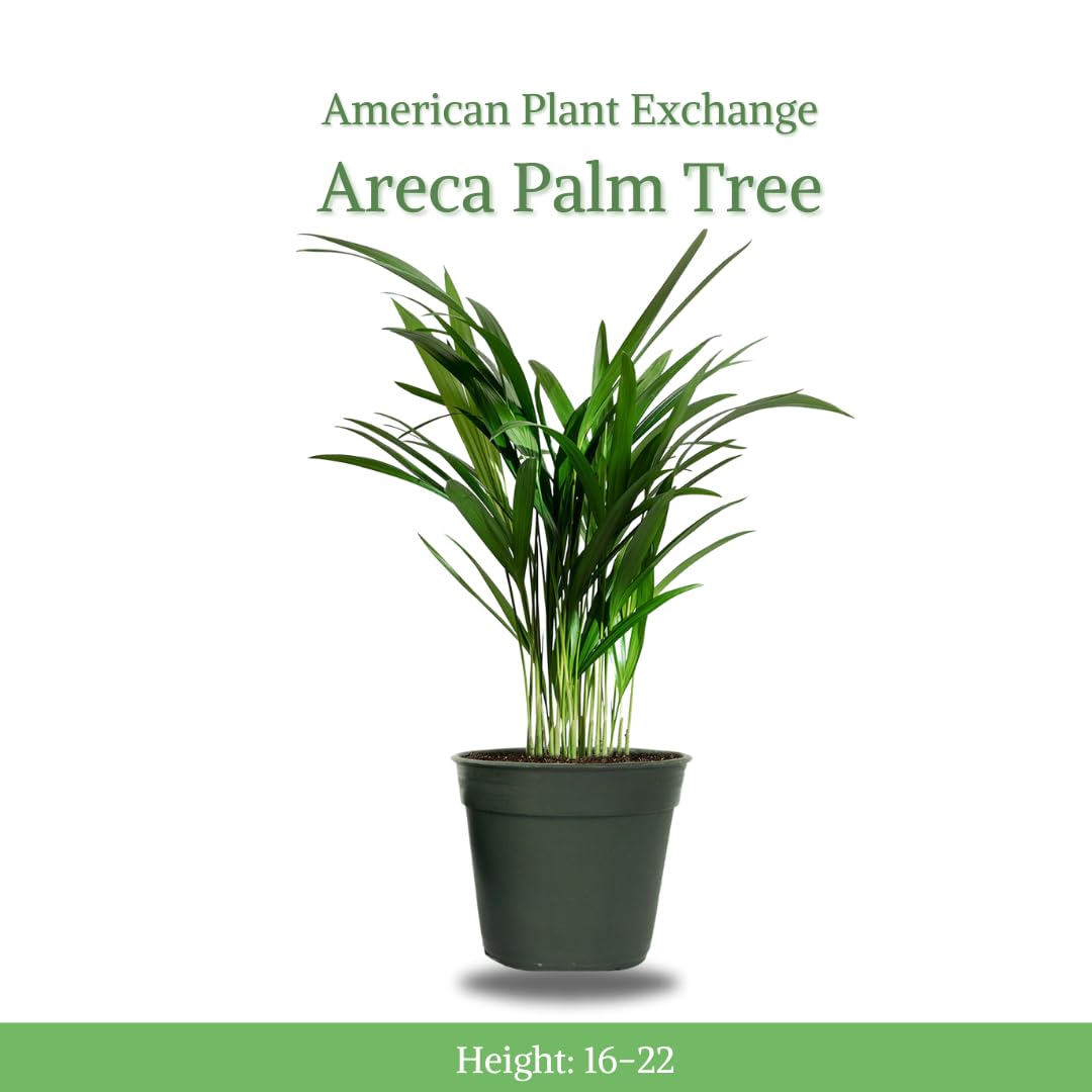 American Plant Exchange Live Areca Palm – 6-Inch Pot – Tropical Houseplant with Feathery Green Fronds, Pet-Friendly Easy Care Indoor Plant for Homes, Offices, Apartments & Decorative Spaces