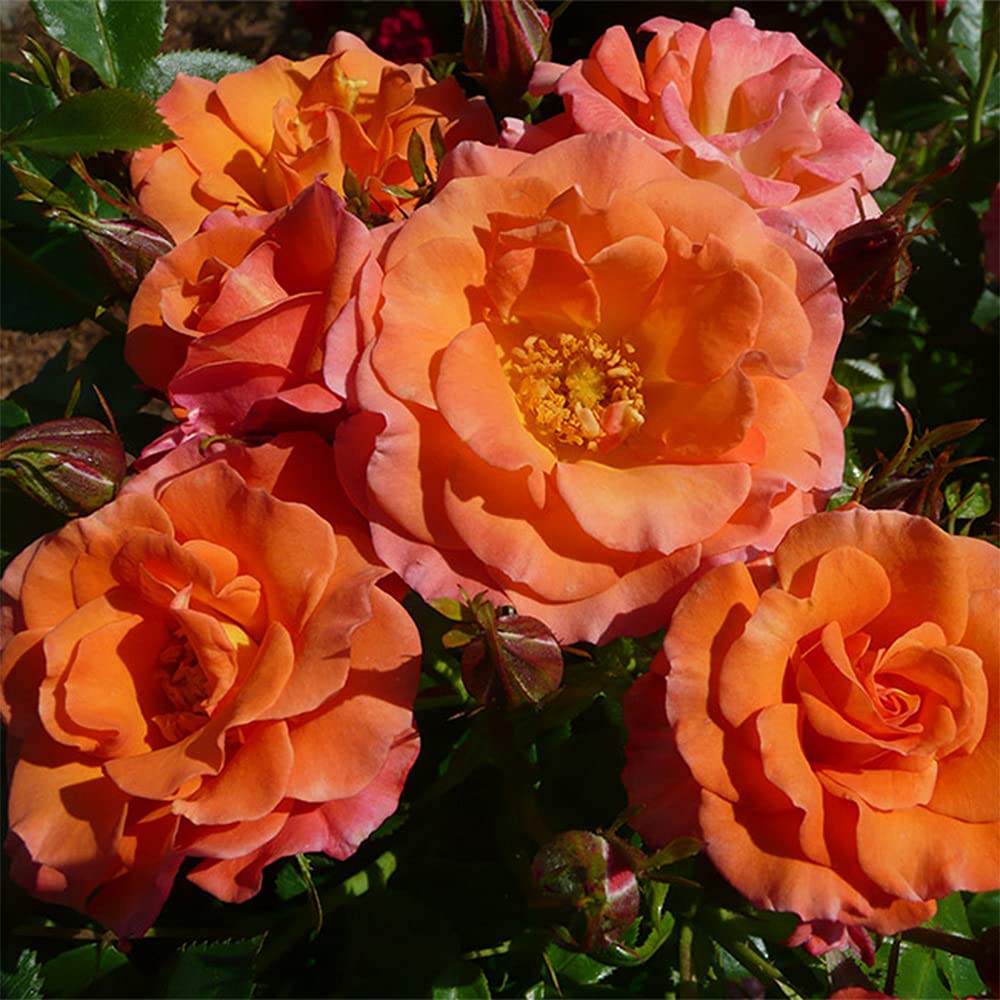 Heirloom Floribunda Roses, Live Own Root Plant for Outdoor Garden, Old John™, Very Fragrant, Hardiness Zones: 5-10, Continual Blooming