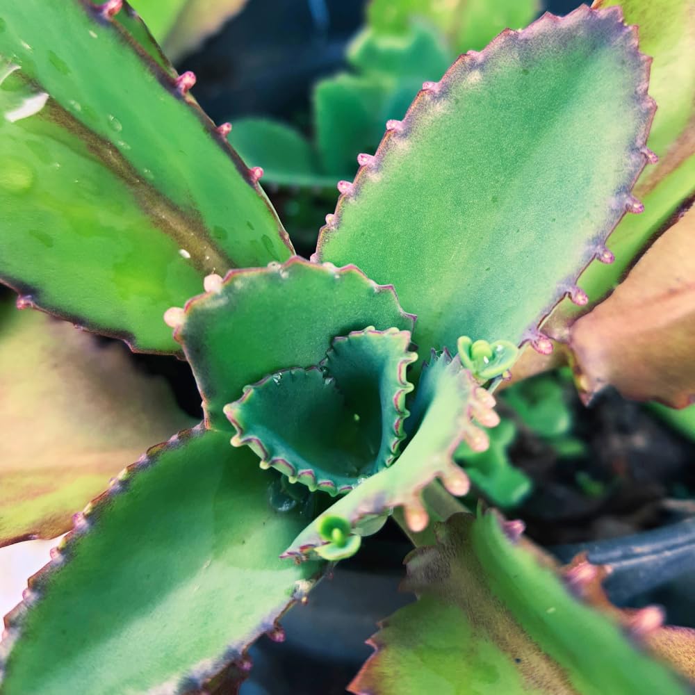 HTKOMA Kalanchoe Mother of Thousands Plant Live in 4 Inch Pot, Kalanchoe Succulent Live Plants Indoor Outdoor, Kalanchoe Plants Live
