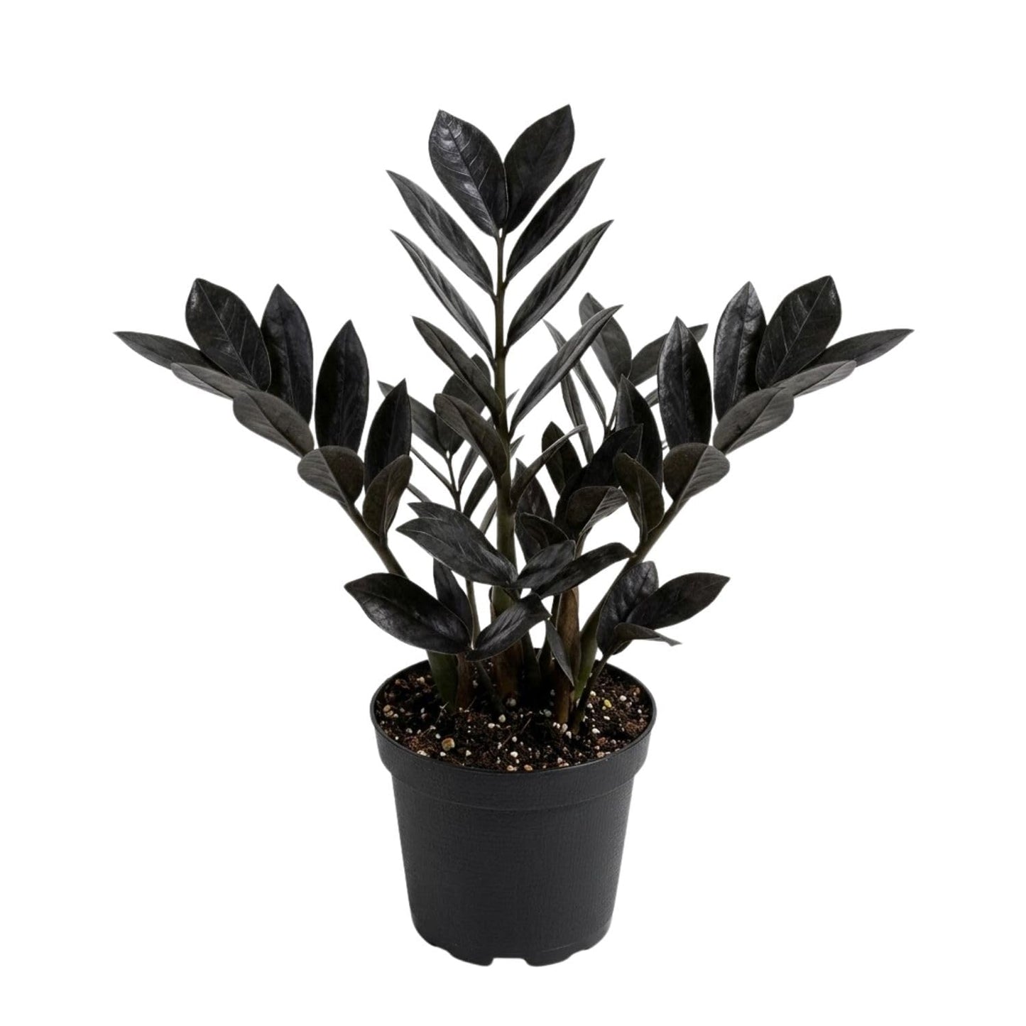 Live Black ZZ Plants, Black ZZ Plant Live Houseplants for Planting Indoor 3 Inch Pot