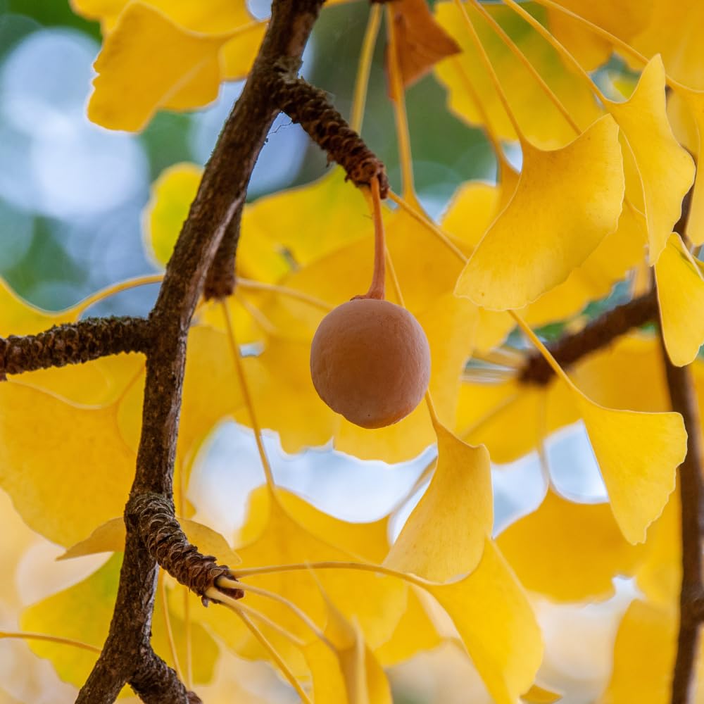 Ginkgo Tree Live Plant, 7 to 11 Inc Tall, Ginkgo Plant Seedling, 4 Inc Potted Shrub Plant