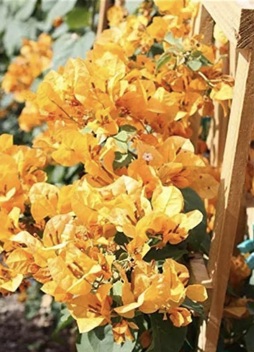 Yellow Bougainvillea Live Plants - 2 (Two) California Gold Bougainvillea 4 to 6 Inches Starter Plants - Live Bougainvillea Plants - Live Flower Plants