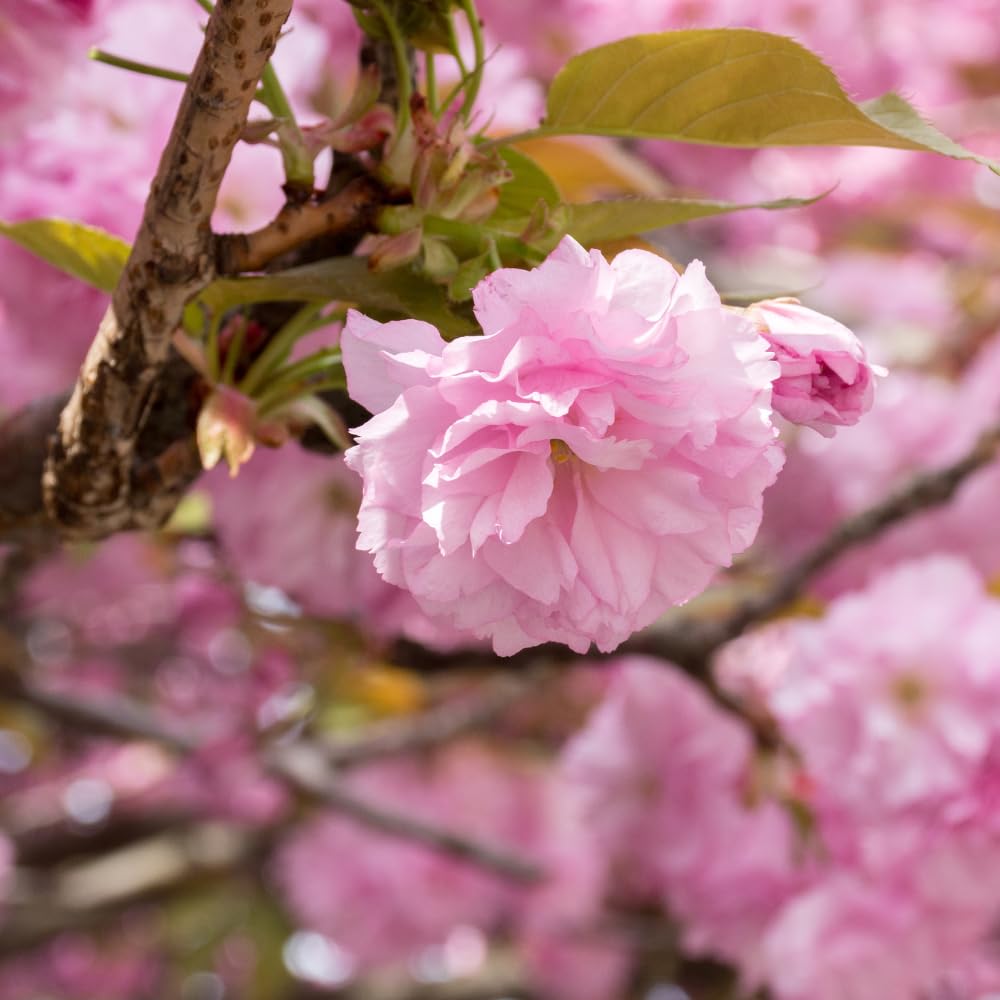 Live Kwanzan Cherry Blossom Tree Plants, 8 to 12 Inch Tall Live Cherry Blossom Flowers Plant, Live Cherry Blossom Tree Plants, Perennial Cherry Flowers Tree Plant, Ready to Plant Outdoor Garden