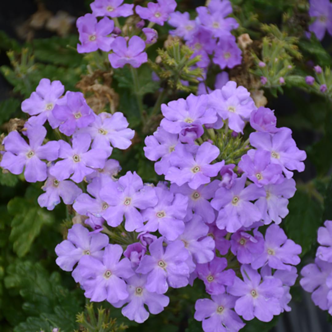 Pack 2 Light Lavender Perennial Verbena Plants, Light Purple Verbena Live Plants, Verbena Flower Trailing Plants Live for Planting, Verbena Plants in Zones 7 to 11