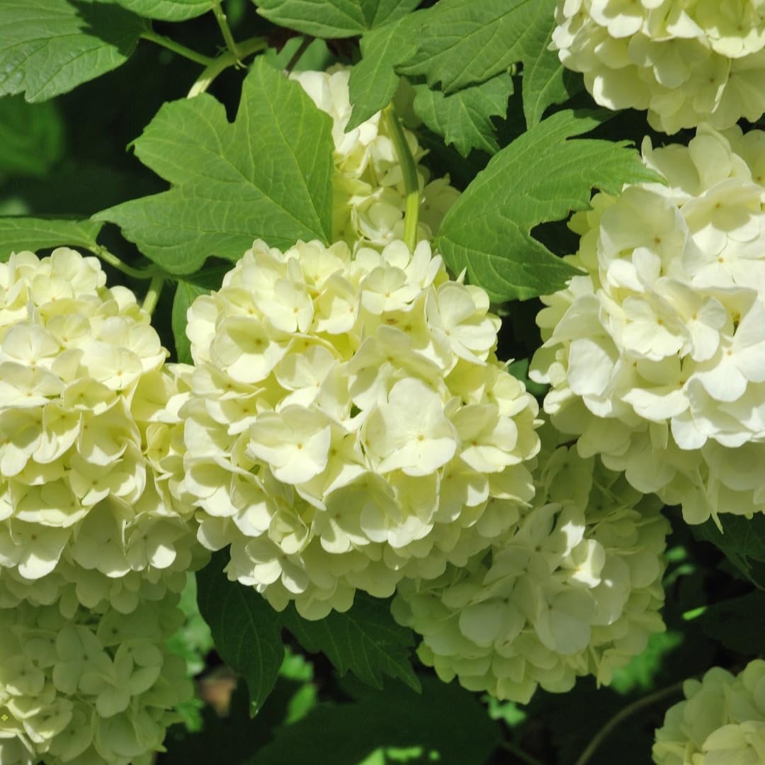 Old Snowball Viburnum Bush Plant Live, White Viburnum Bush Plants, 8 to 12 Inch Tall for Planting