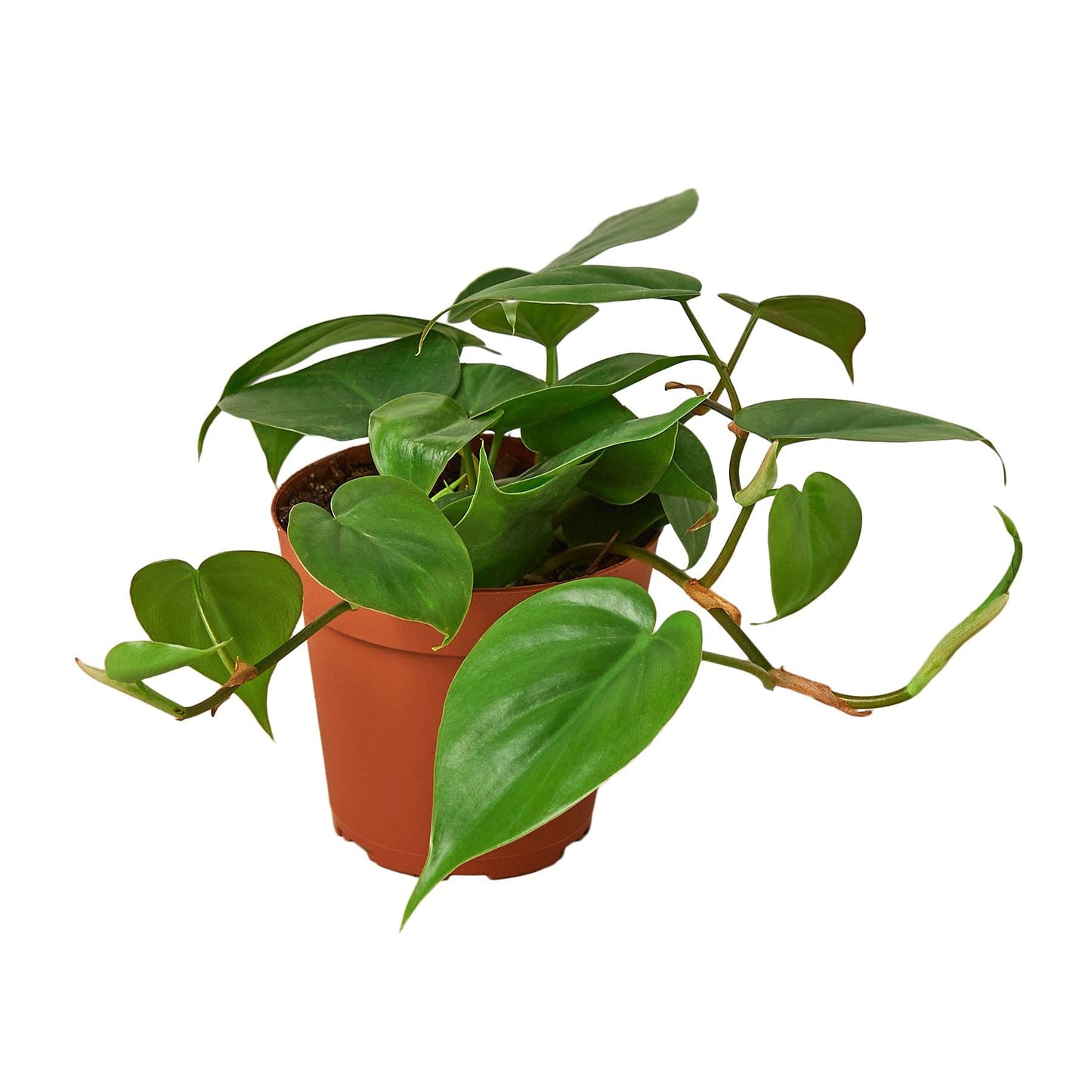 Live Plant - Philodendron Cordatum Heartleaf - 4" Pot, Houseplant, Indoor Outdoor Plant