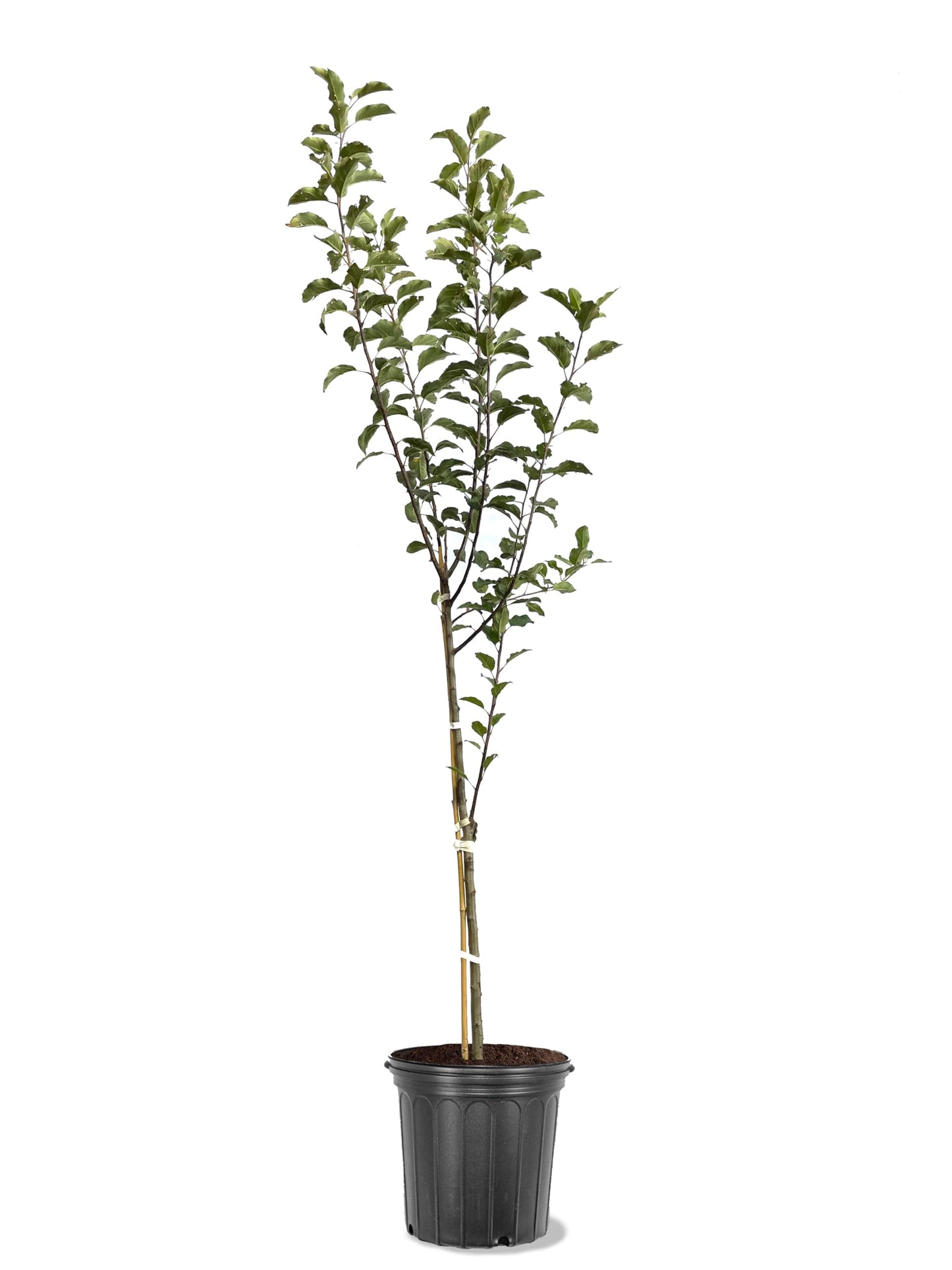 American Plant Exchange Apple Tree 'Enterprise' – Live Fruit-Bearing Plant, 5-Gallon Pot, Cold-Hardy, Disease-Resistant, Crisp Tart Red Harvest for Orchards, Backyard Gardens & Edible Landscapes