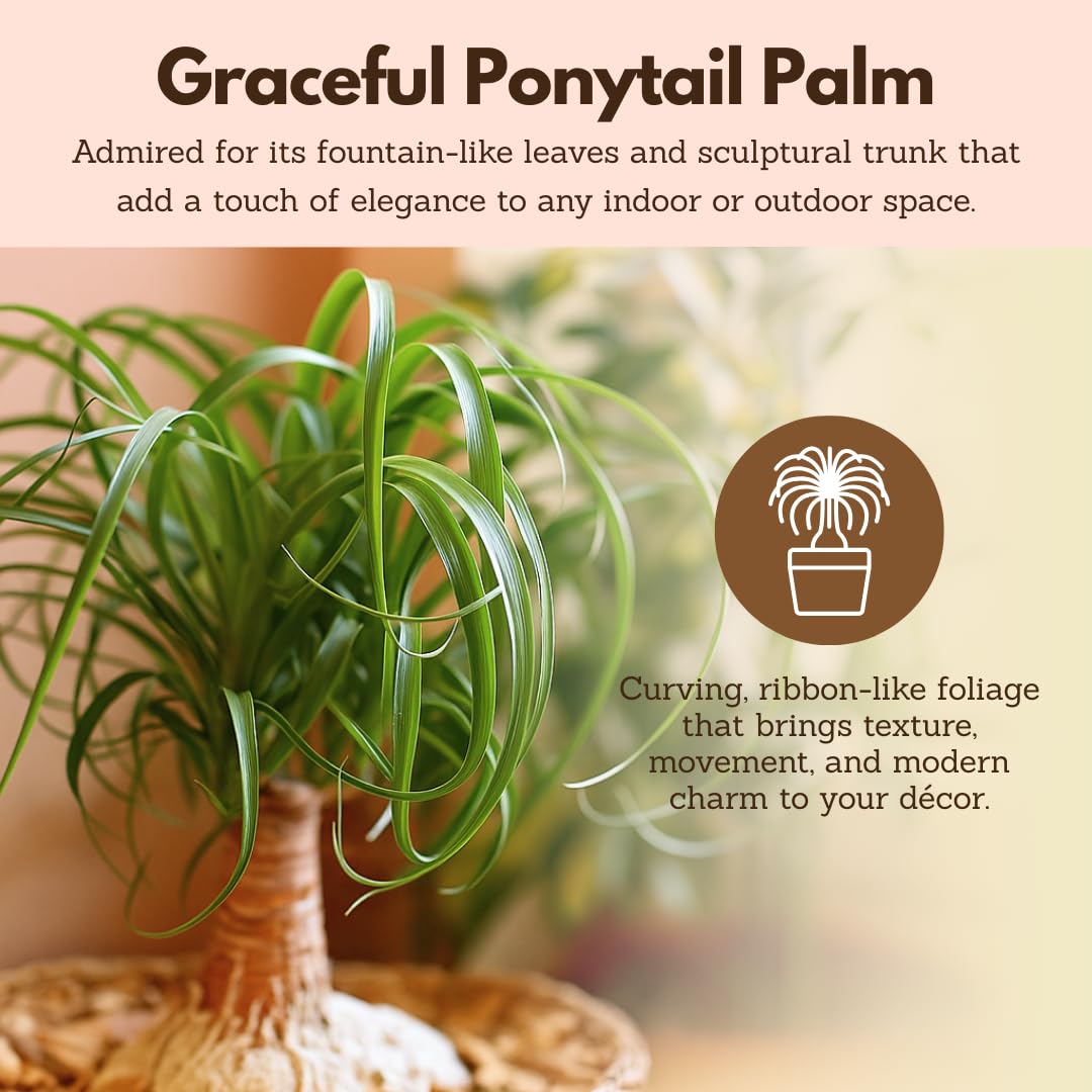 MyShelfie - Ponytail Palm (Beaucarnea Recurvata) Live Indoor House Plant in 2-Inch Pot – Low Maintenance, Air-Purifying Plant