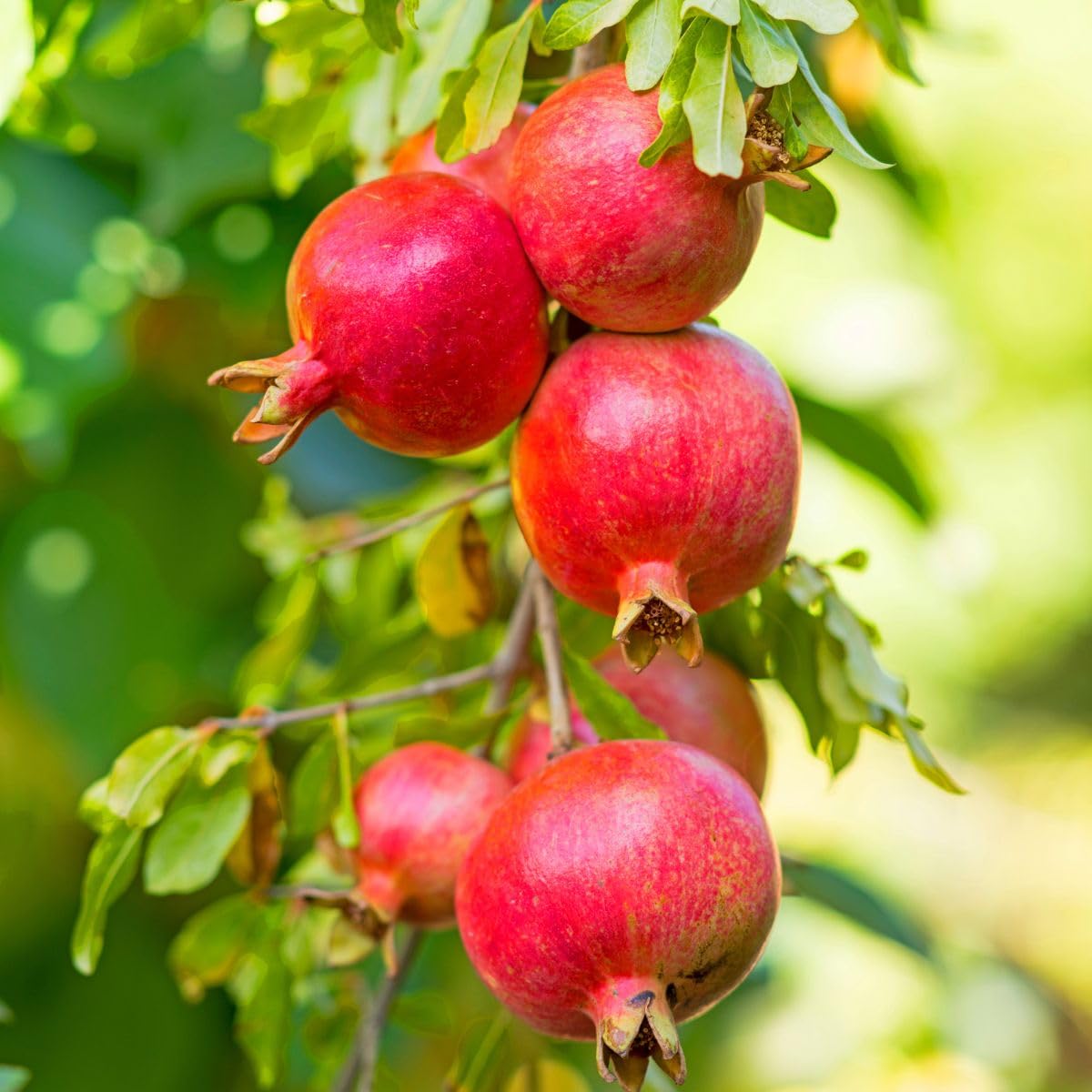 Votaniki Russian Pomegranate Tree — Live Plant 1-2 ft Tall for Garden or Backyard | Cold Hardy, Perennial & High-Yielding Edible Fruit Tree for Planting Outdoors, Easy-to-Grow (1 Pack)