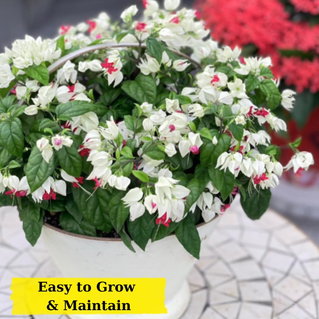 3 Live Bleeding Heart Plants | 4 to 5 Inch Tall | Clerodendrum Plant with White Blossoms | for Trellises, Patios, or Balconies
