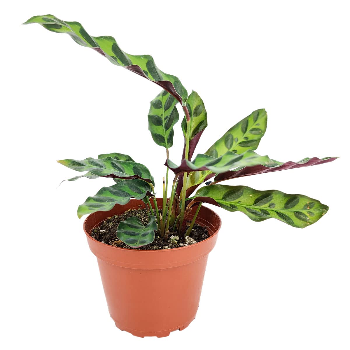 Calathea Lancifolia Rattlesnake Plant (4" Grower Pot) - Healthy Houseplant - Easy Care Indoor Houseplant