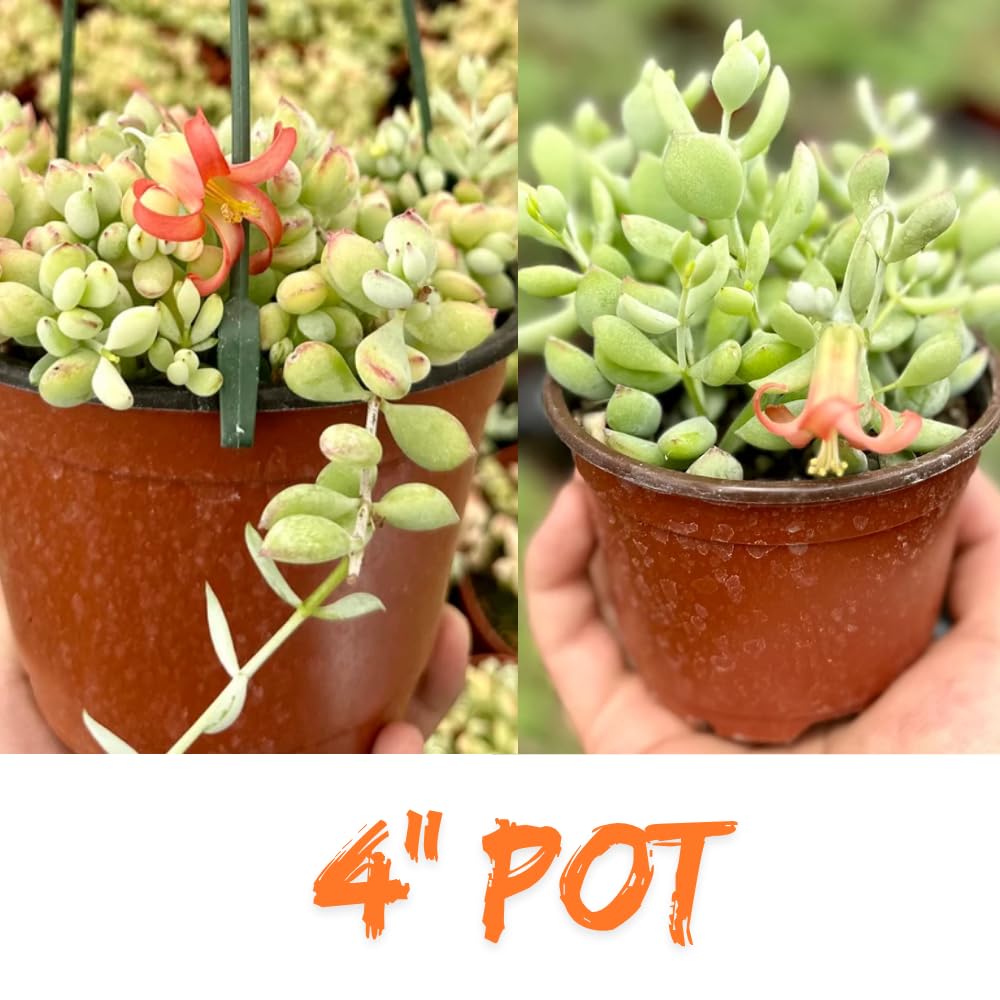 Cotyledon Pendens Succulent Live Plant Potted, Trailing Succulent Rare House Plant for Home Office Decoration, Indoor Outdoor Growing, 4" Pot, Starter Plants