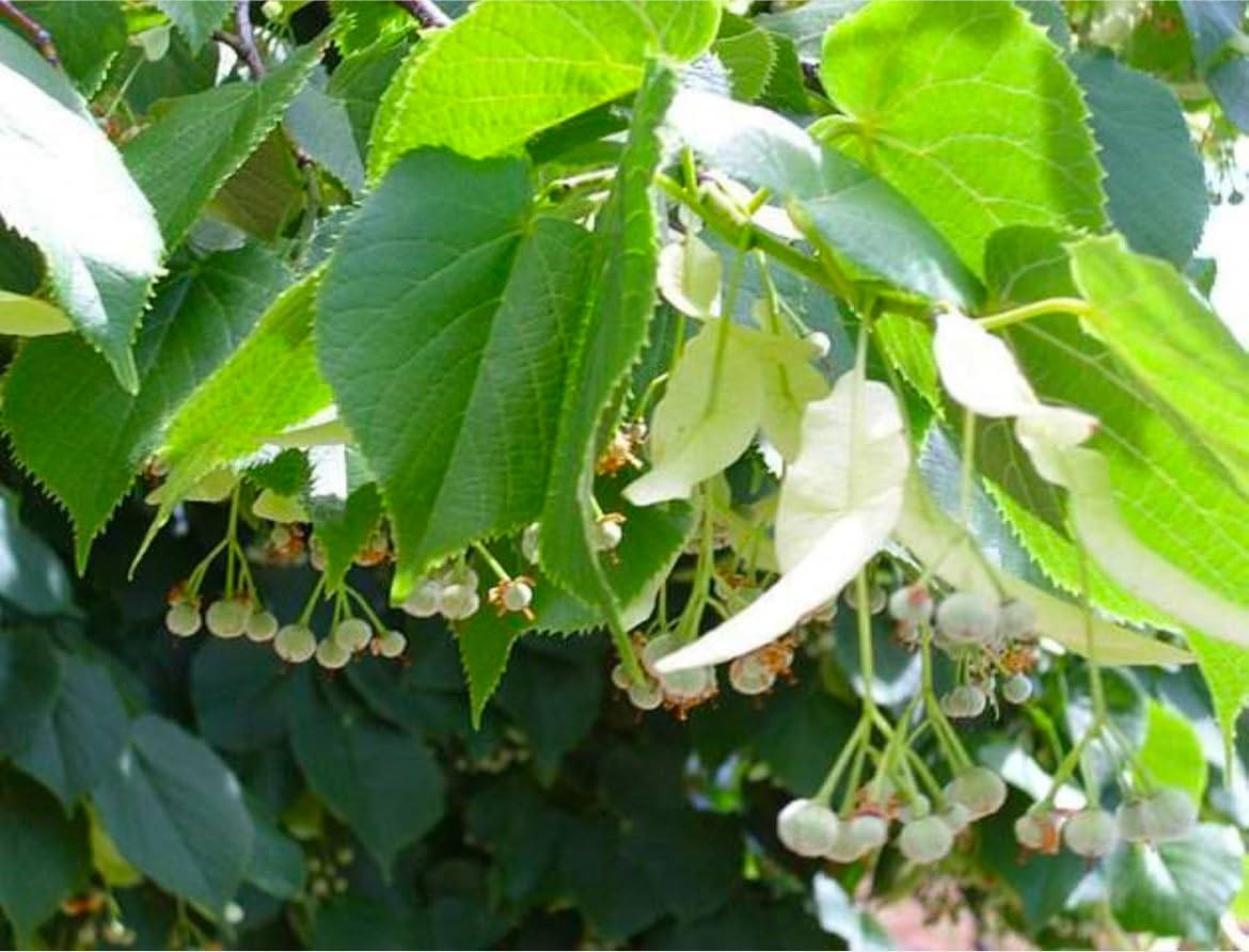 6-12” 1 Year Old Tilia Americana Tree, (American Basswood) Bare Root