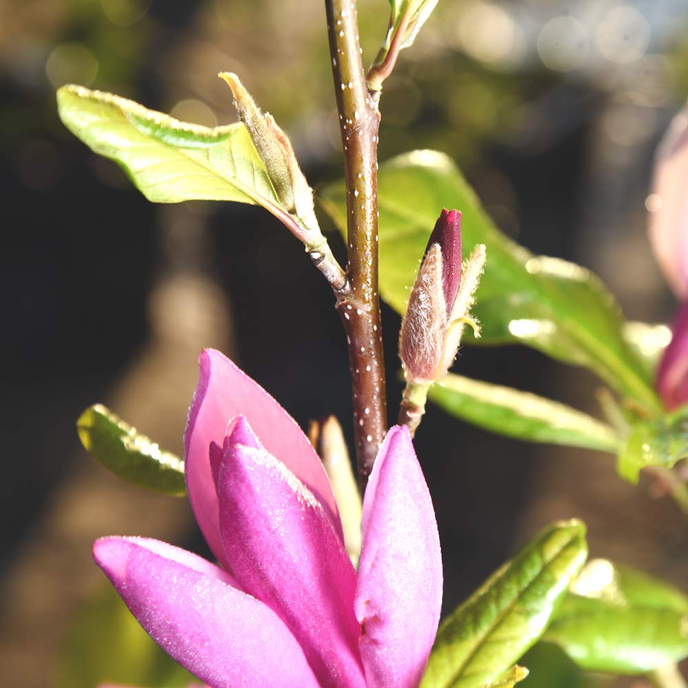 Perfect Plants Jane Magnolia Live Plant, 3 Gallon, Includes Care Guide