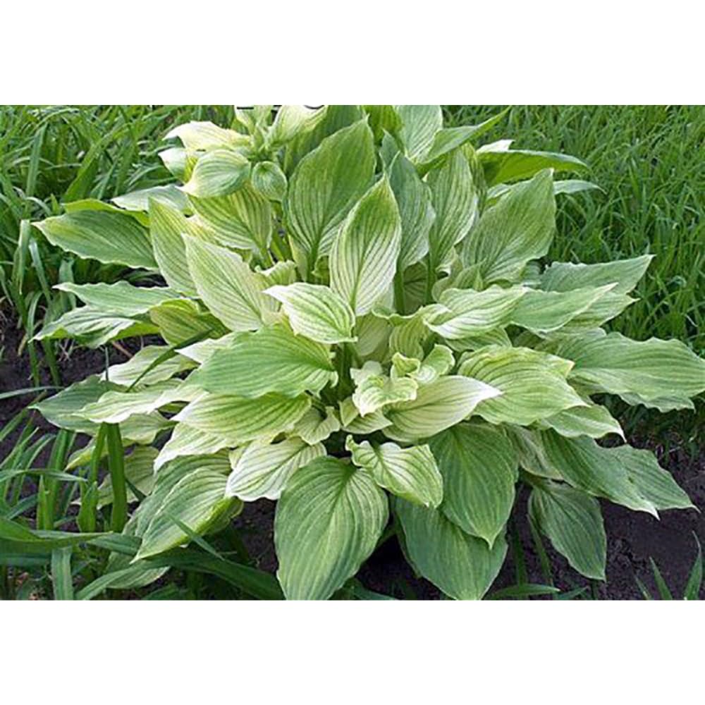 3 White Feather Hosta Roots-Grown/Shipped by Hirts