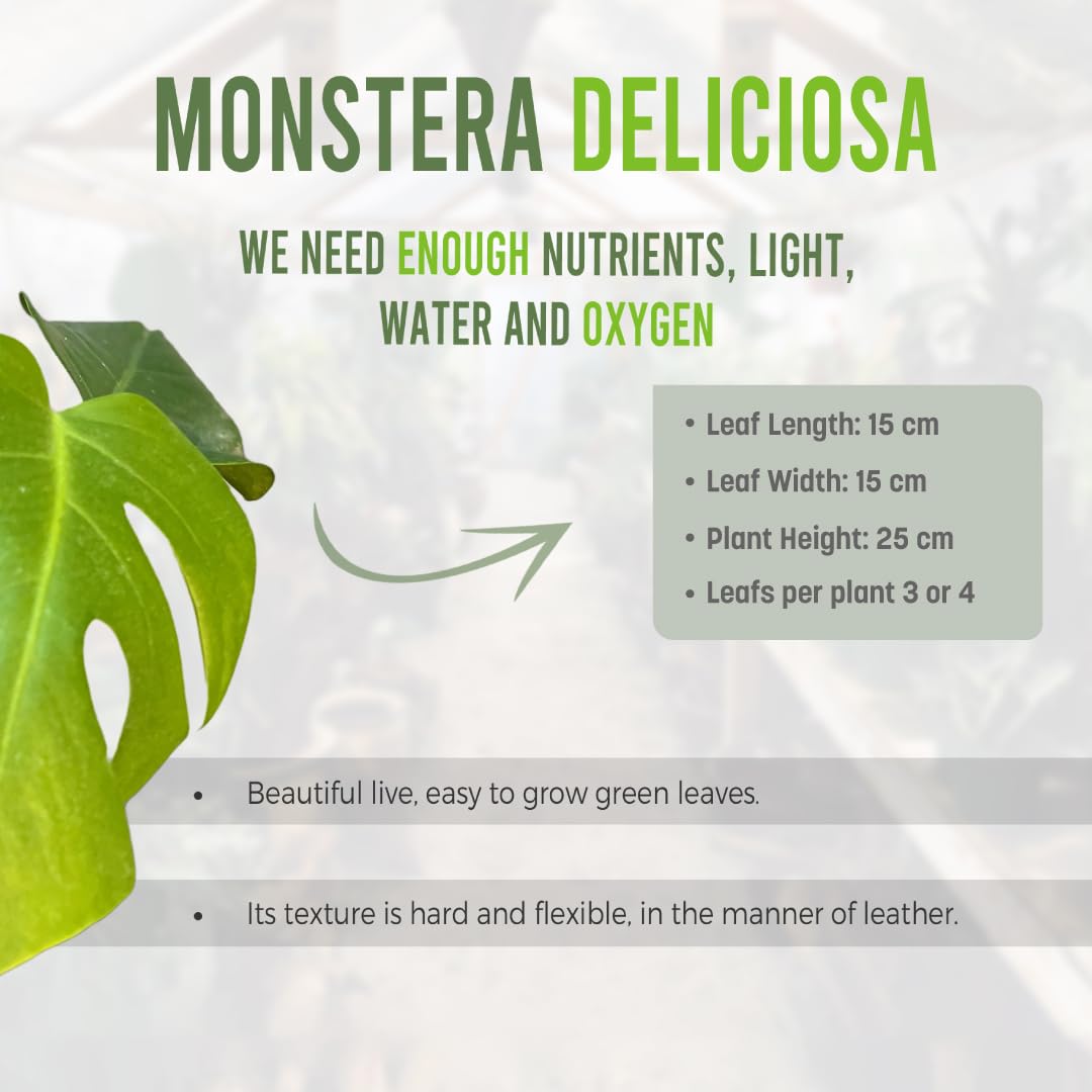LEAL PLANTS ECUADOR Monstera Deliciosa Live Plant| Large Indoor Swiss Cheese Plant | Tropical Air-Purifying Houseplant with Unique Perforated Leaves | Easy Care Monstera Indoor House Plant