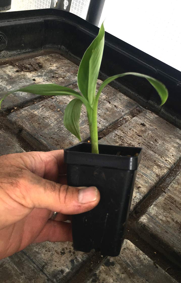 Grand Nain Chiquita Banana Tree - Live Dwarf Banana Plant
