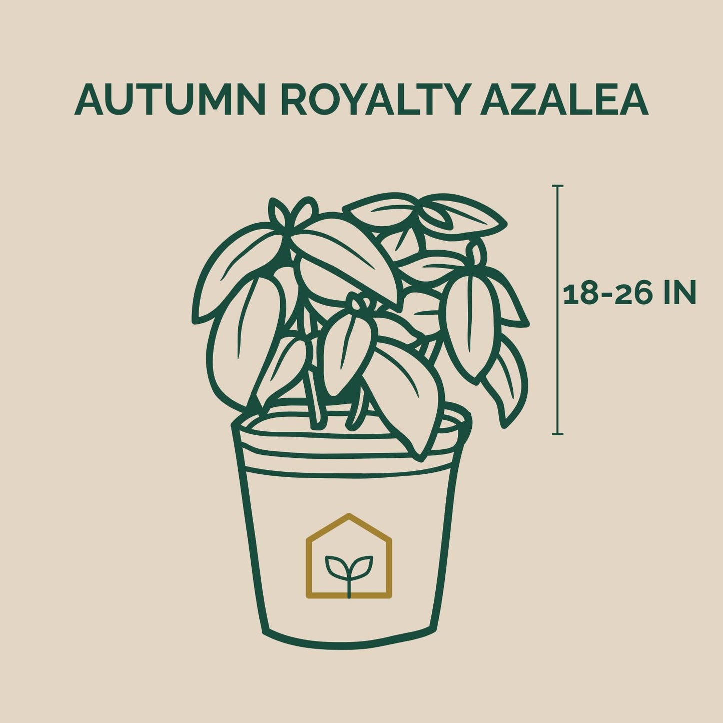 Autumn Royalty® Encore® Azalea 3-Gallon