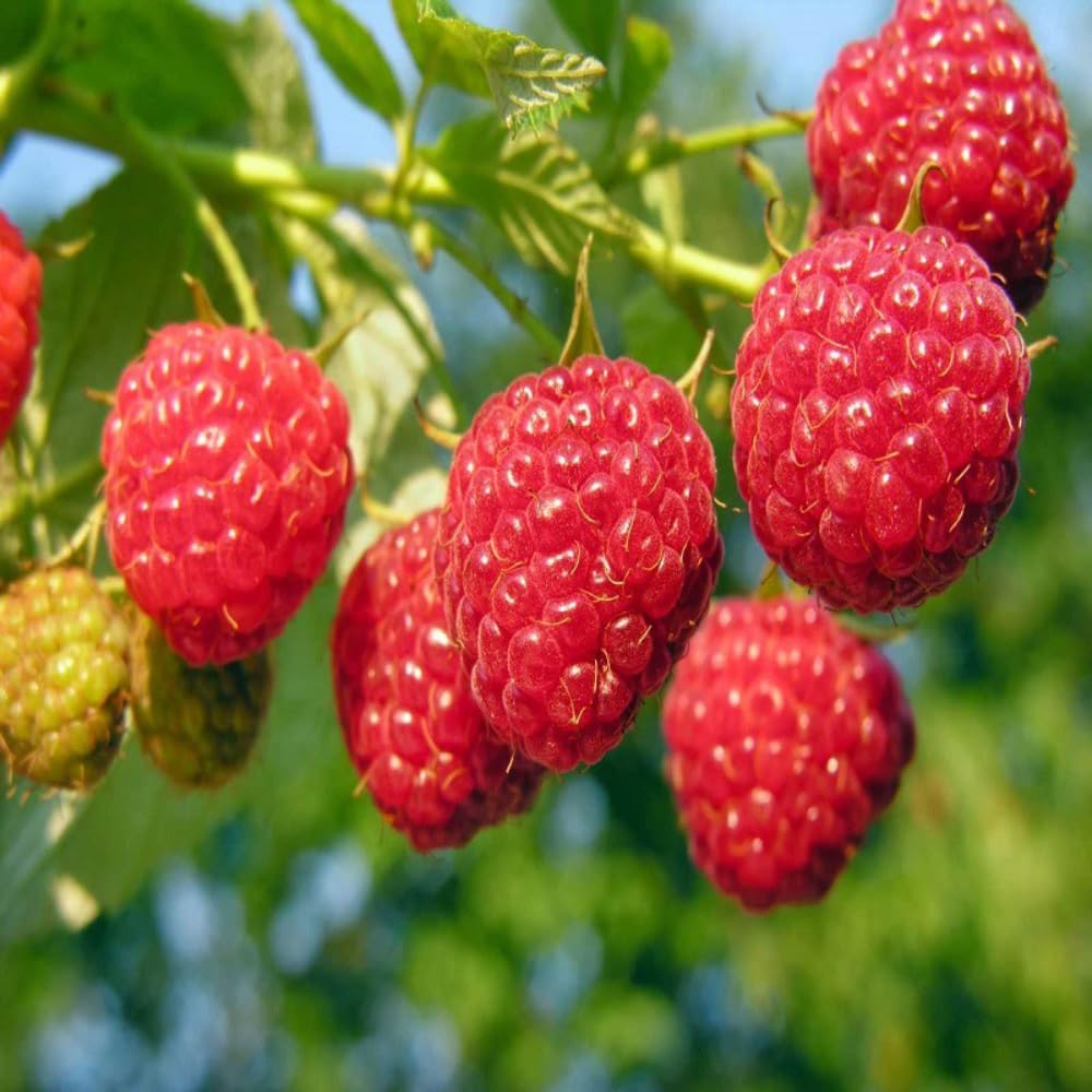 2 Raspberry Plants Live, 4-6'' Tall, Raspberry Trees, Raspberry Fruits Trees for Outdoor Planting, 1 Year Old (Glencoe Thornless)