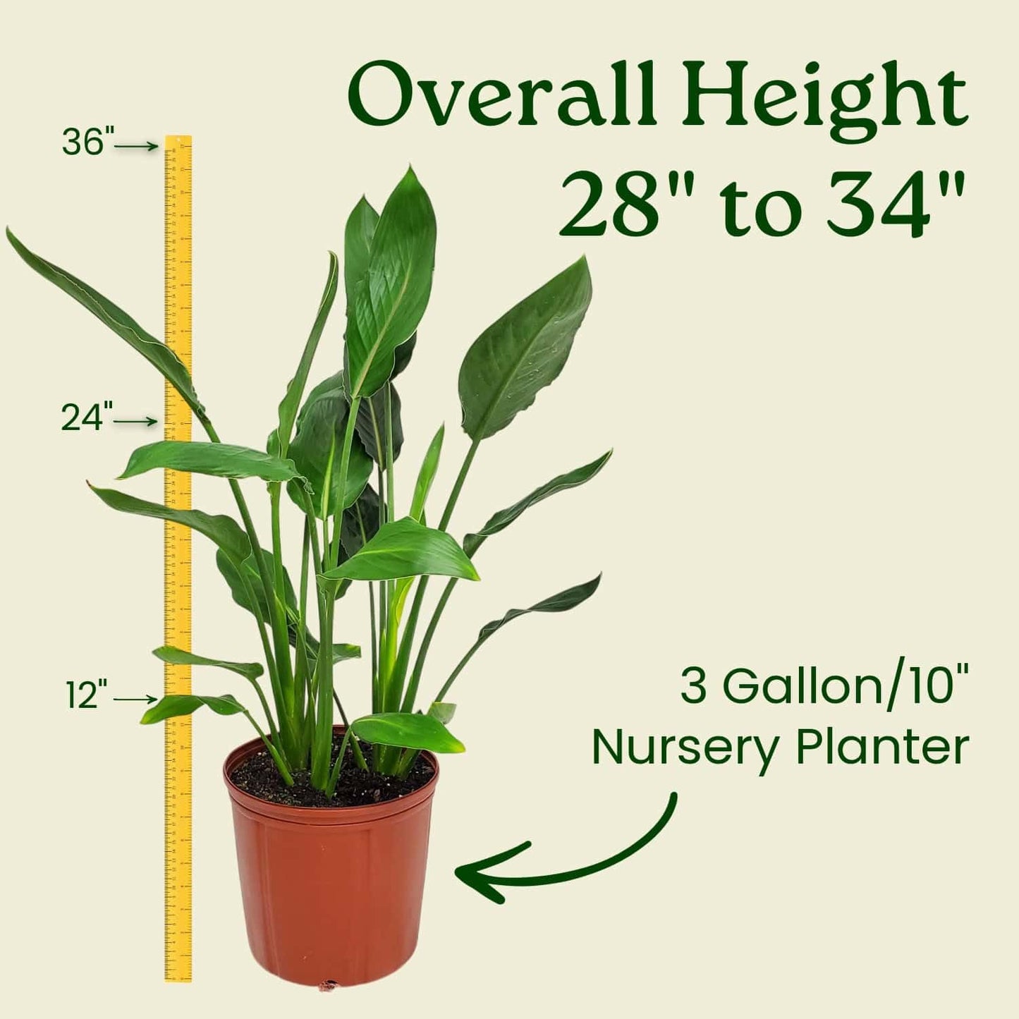 Tropical Plants of Florida Bird of Paradise Live Plant Orange Flower with Heat Pack - 3 Gallon 30 to 36 Inch Tall Indoor Outdoor Tropical Foliage Plant