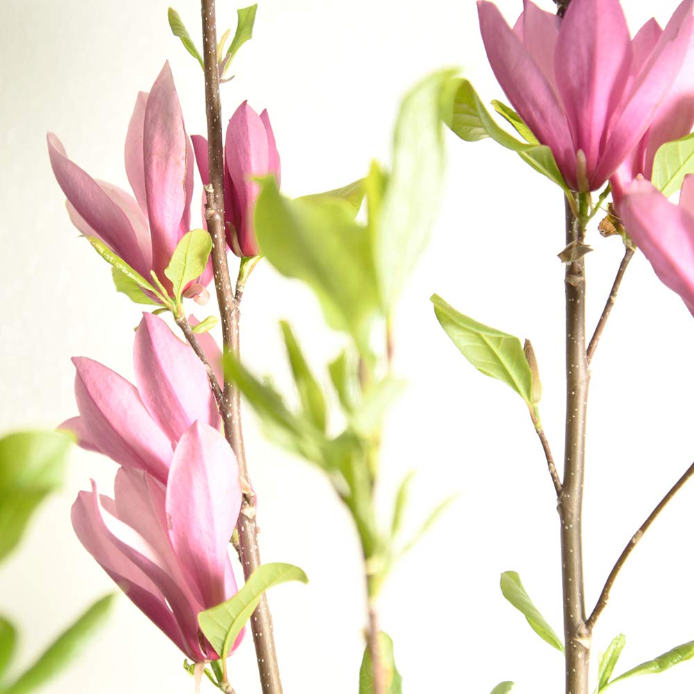 Perfect Plants Jane Magnolia Live Plant, 3 Gallon, Includes Care Guide