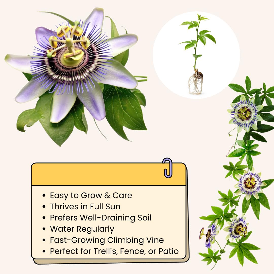 Purple Passion Flower Vine Plant | Live Passiflora Starter Plant | 4 to 8 Inch Tall | Well-Rooted for Home & Garden