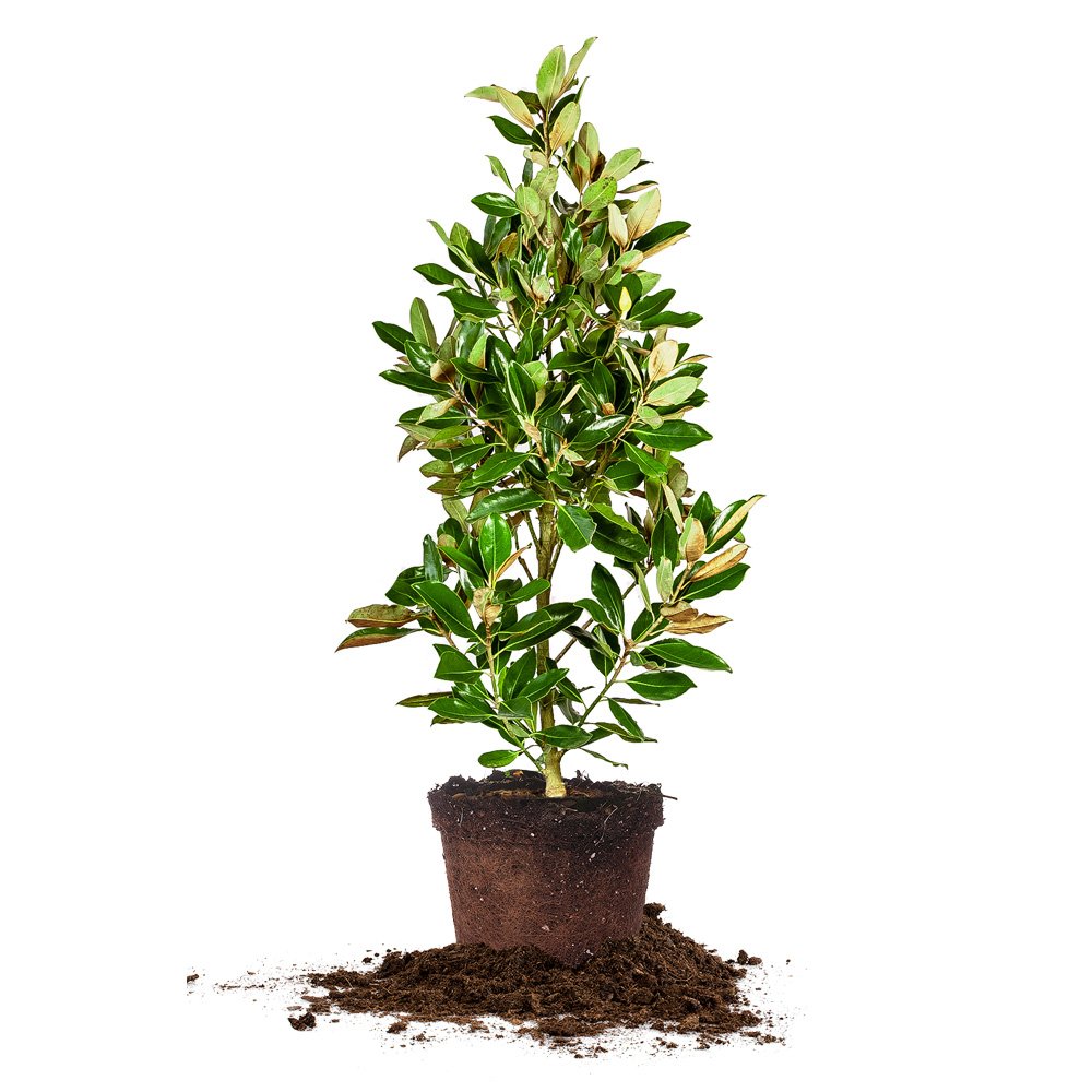 Little Gem Magnolia - Size: 4-5', Live Plant, Includes Special Blend Fertilizer & Planting Guide