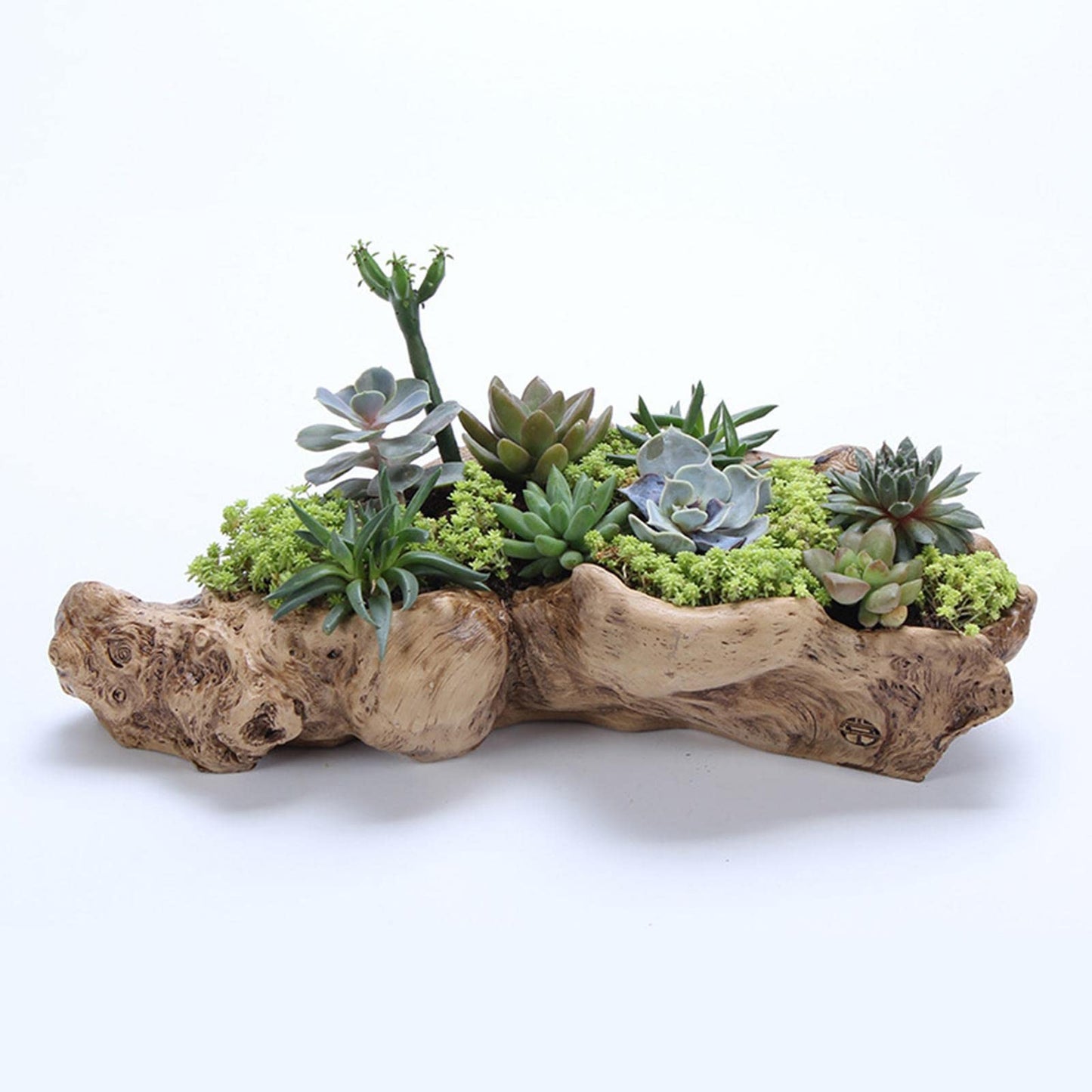 Holder in Driftwood for Indoor Decoration