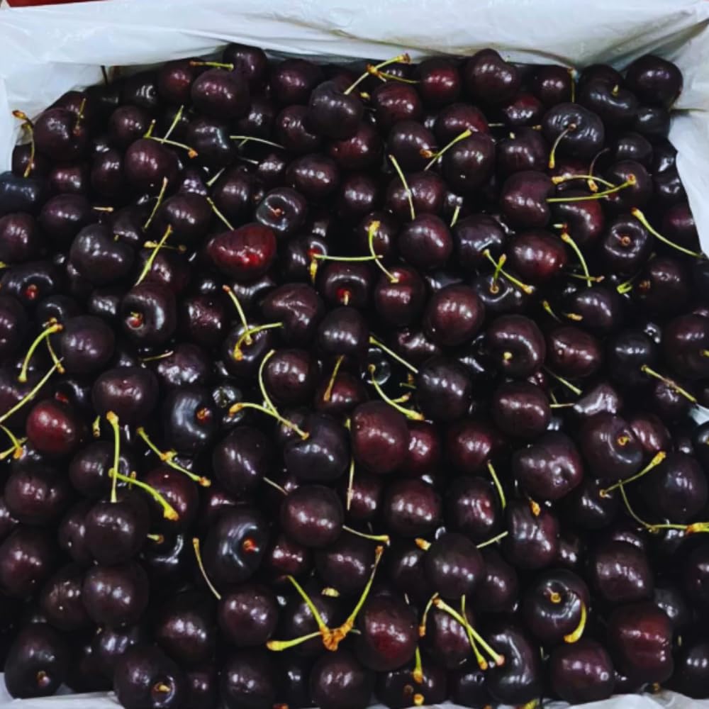 2 Black Cherry Trees Live Plants Bare Roots, Sweet Cherry Fruit Tree Plant for Gardening Outdoor, 1 to 1.5 FeetTall