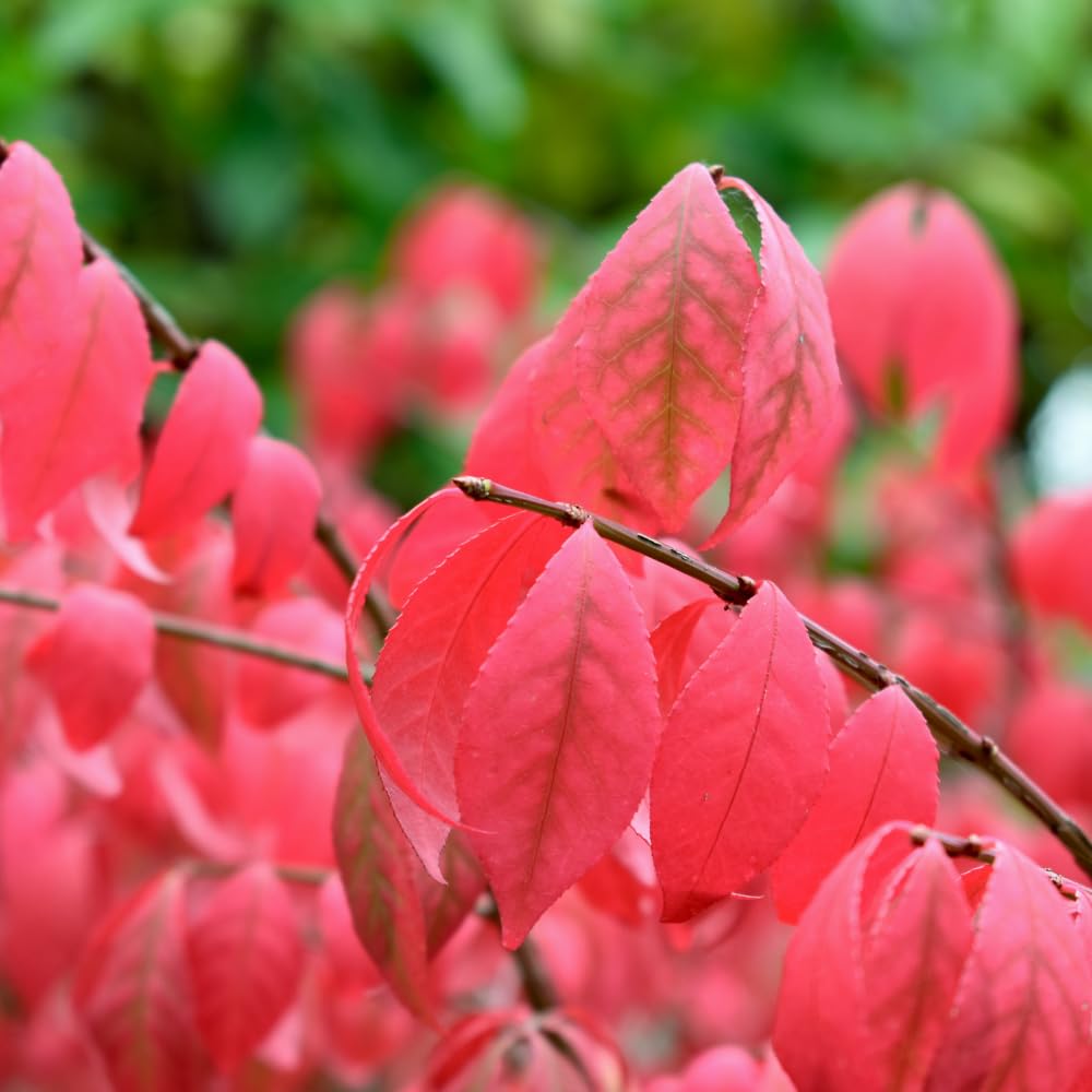 Dwarf Burning Bush Live Plant in Quart Pot, Red Burning Bush Shrubs for Outdoor Planting, 6 to 10 Inches Tall, Perennial Vibrant Bushes