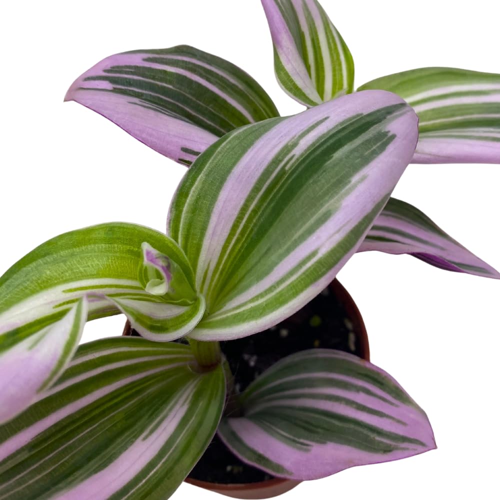 BubbleBlooms Pink Tradescantia Nanouk, Variegated Wandering Jew, Rare 2 inch Tiny Mini Pixie Plant