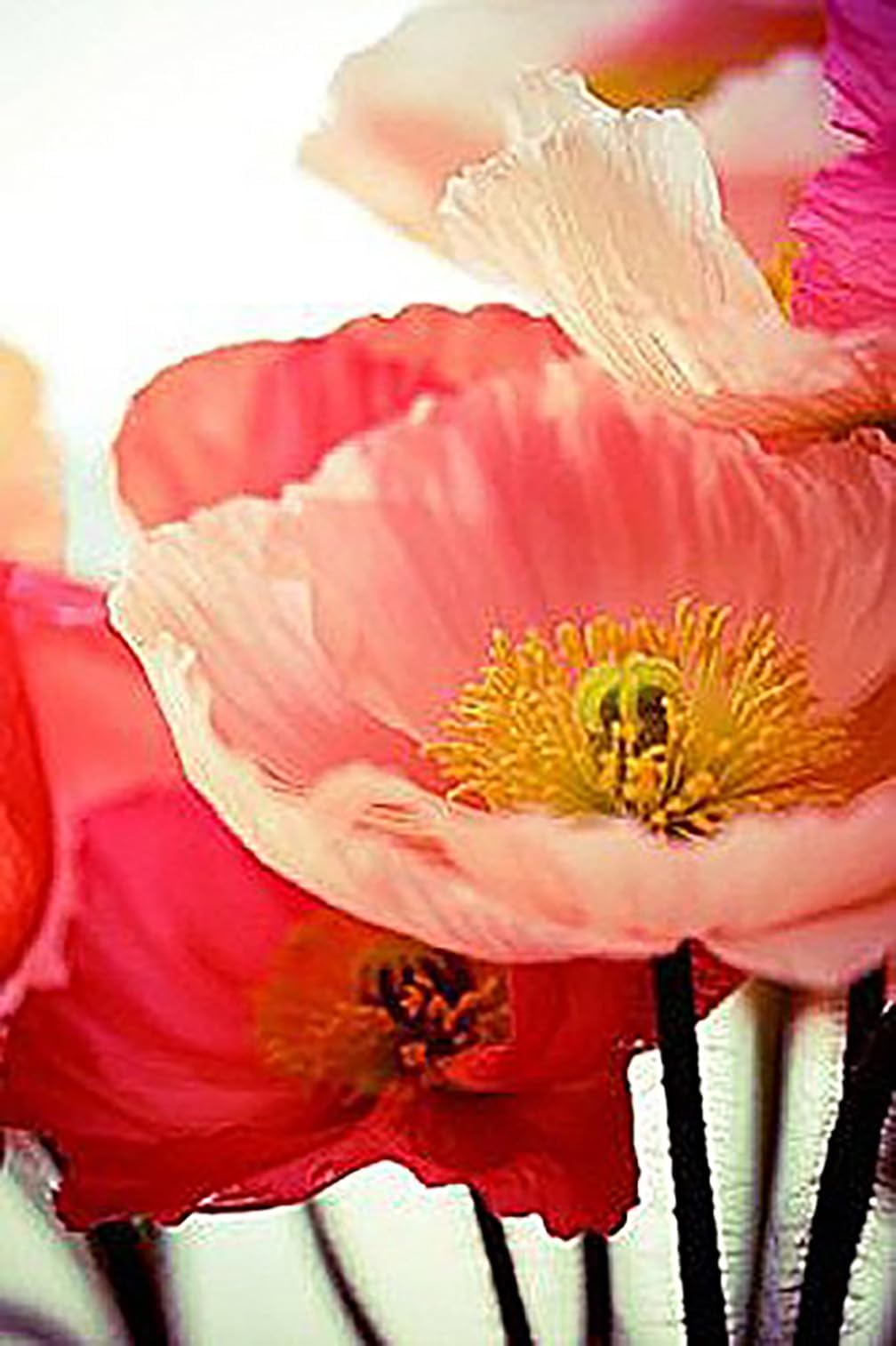 Shirley Poppy Seeds for Planting - 50,000 Fresh Poppy Flower Seeds - Wildflower Seeds to Plant Outside - Re-Seeding Annual - Pet Friendly - Grown in The USA