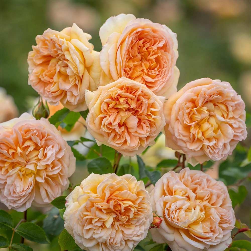 Heirloom Roses David Austin Rose Bush - Bathsheba Live Orange Climbing Rose Plant for Outdoor Planting