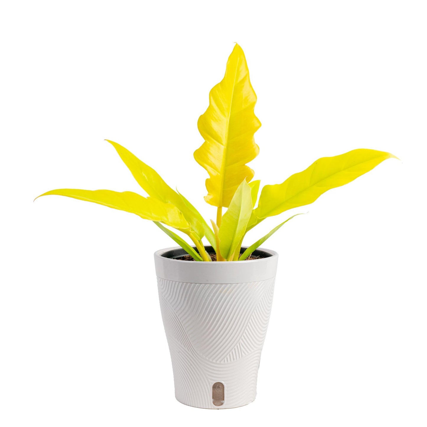 Costa Farms Philodendron Golden Crocodile Live Plant in Self Watering Pot, Air Purifying Indoor Houseplant, Home, Room, or Office Decor, House Warming or Birthday Gift, 12-18 Inches Tall