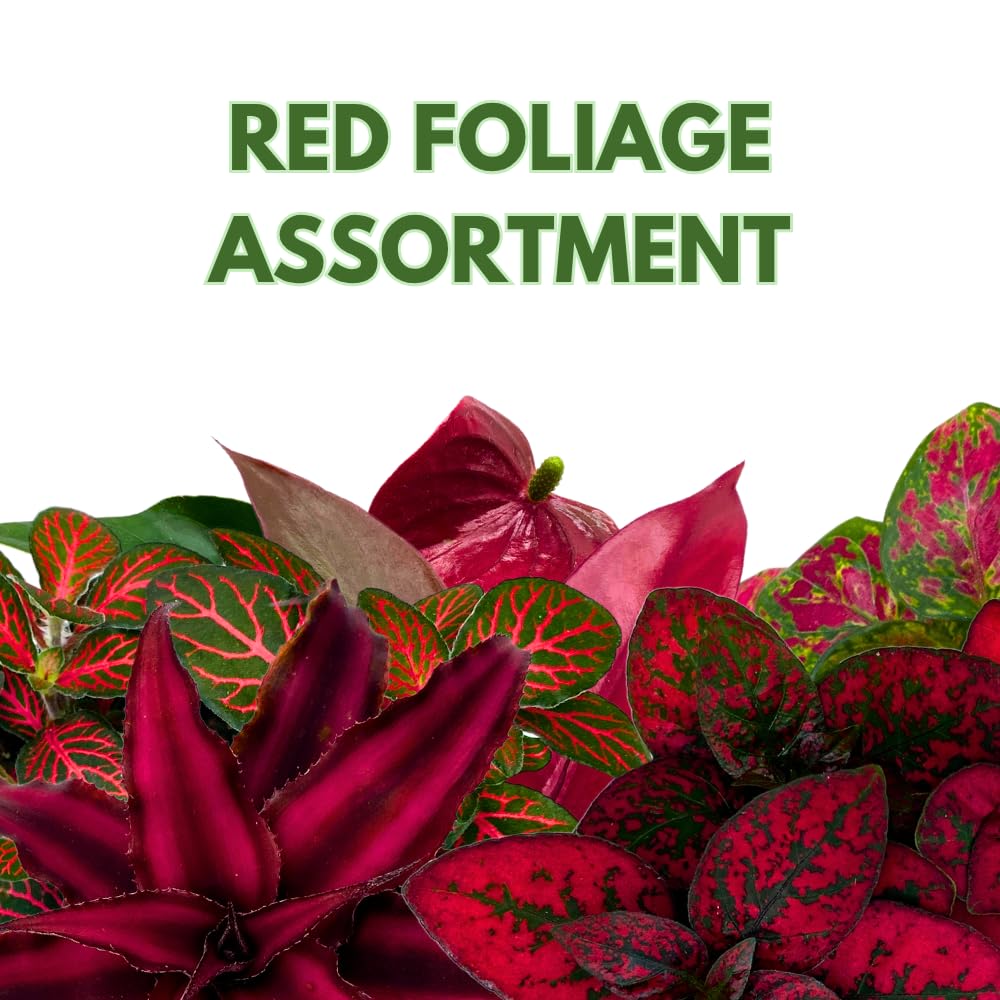 BubbleBlooms Red House Plants Foliage Assortment Set of 3 in 4 inch pots