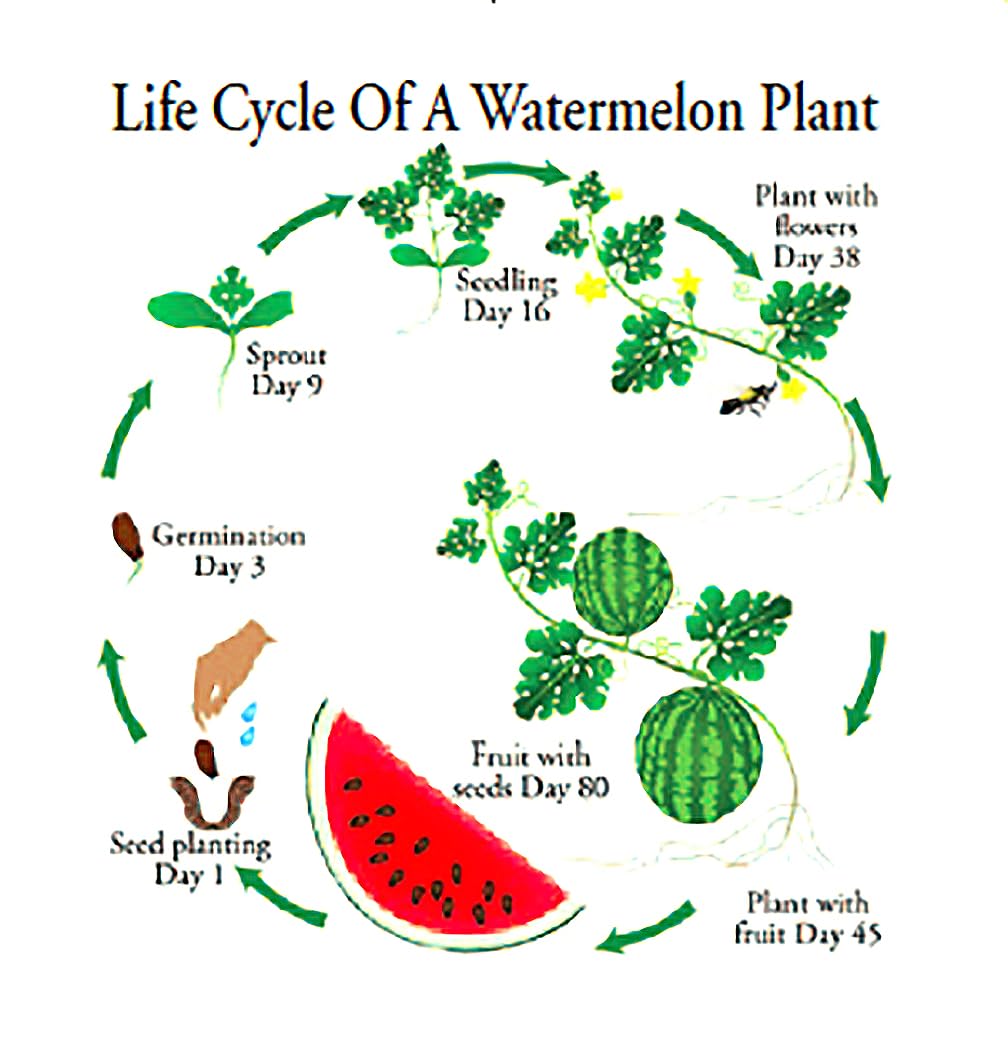Jubilee Heirloom Watermelon Seeds