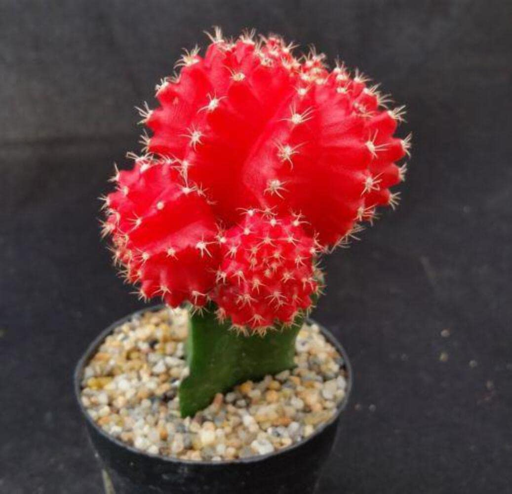 Red Grafted Moon Cactus - Gymnocalycium mihanovichii Hibotan Cacti Cactus Succulent Real Live Plant