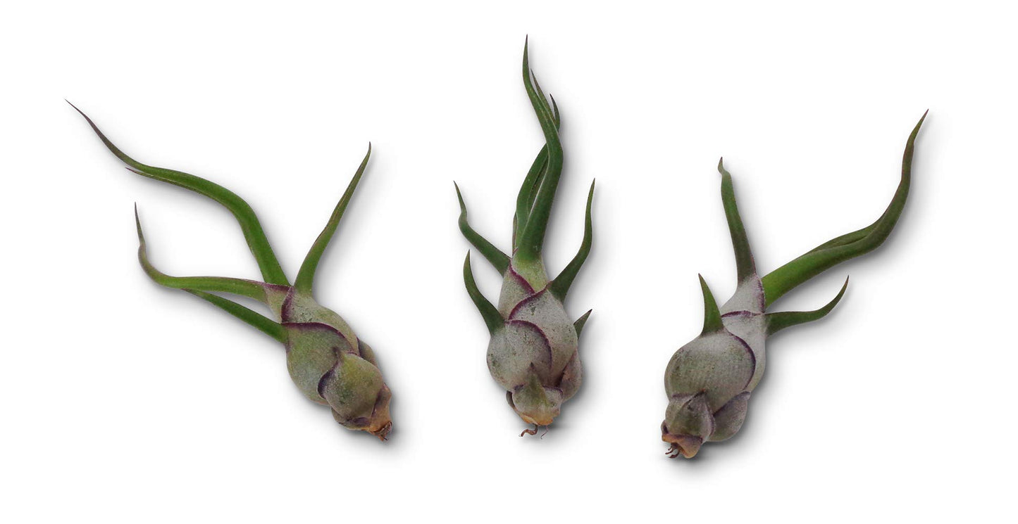Air Plants Tillandsia Bulbosa 3 Pack by CTS Air Plants