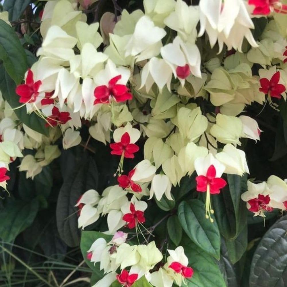 Set 3 White Bleeding Heart Plants Live 4-6 Inch Tall, White Clerodendrum Plant, Bleeding Heart Flowering Vine Plants, Blooming Flowering Vine for Garden Planting