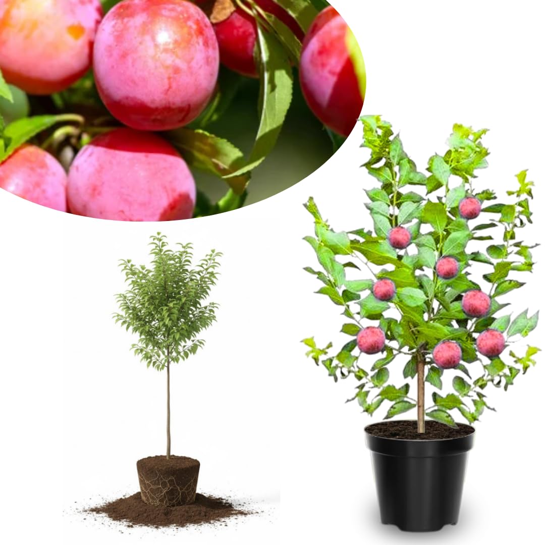 1 Year Old Plum Tree Live Plant for Planting, 12"-18" in Height, Plum Tree for Spring Gardening, Winter Hardy, Dormant Bare Root