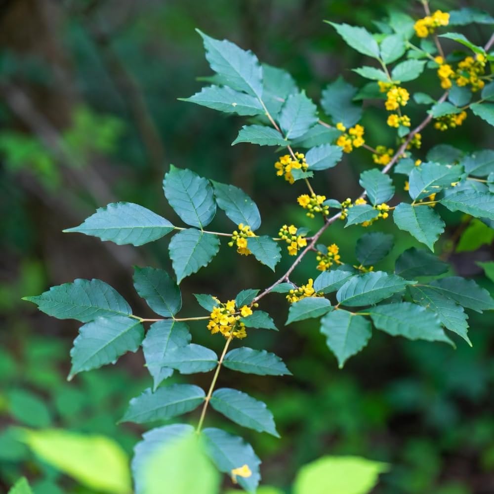 Spicebush Live Plant in Quart Pot, Fragrant Leaves, Hardy Shrub, 8-12 Inches Tall for Outdoor Gardening