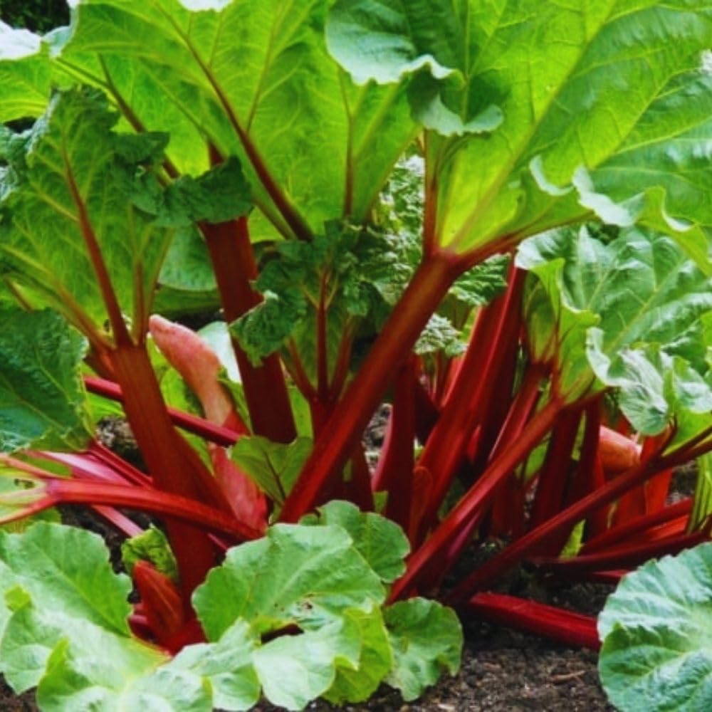 Red Rhubarb Plant for Planting, Rhubarb Bare Roots, 4 to 6 Inc in Height, Perennial Vegetable Plant, Zone 3 to 8
