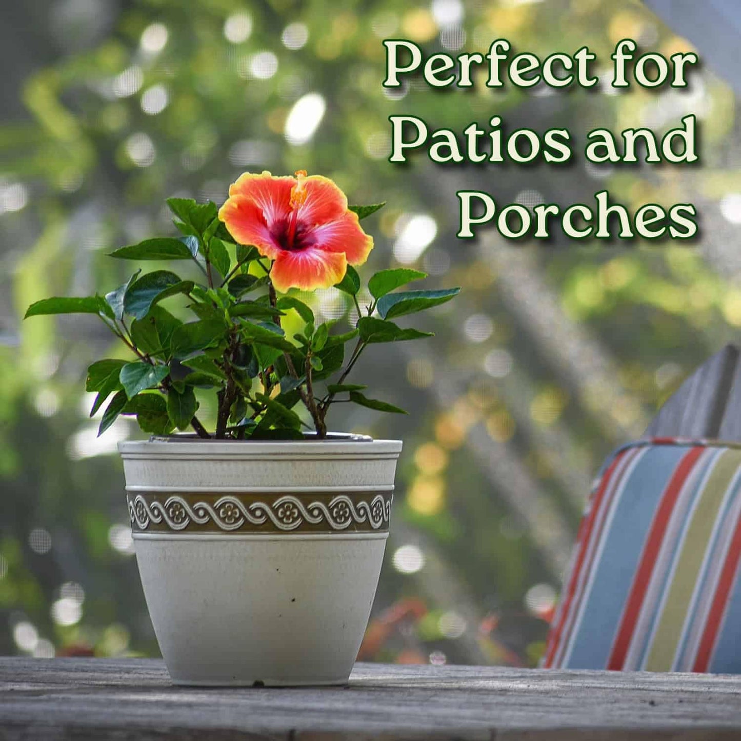 Fiesta Hibiscus Bush - Live Hibiscus Flowering Plant - Tropical Flower Plant - 1 Gallon Planter - Overall Height 10" to 14" - Tropical Plants of Florida