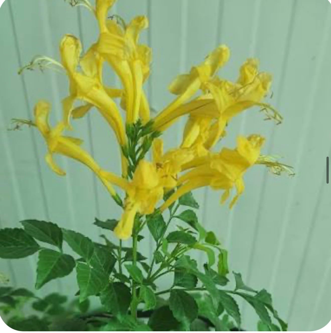 Live Plant - Cape Town Yellow Tecomariasmall Rooted Starter Planthummingbird Heaven