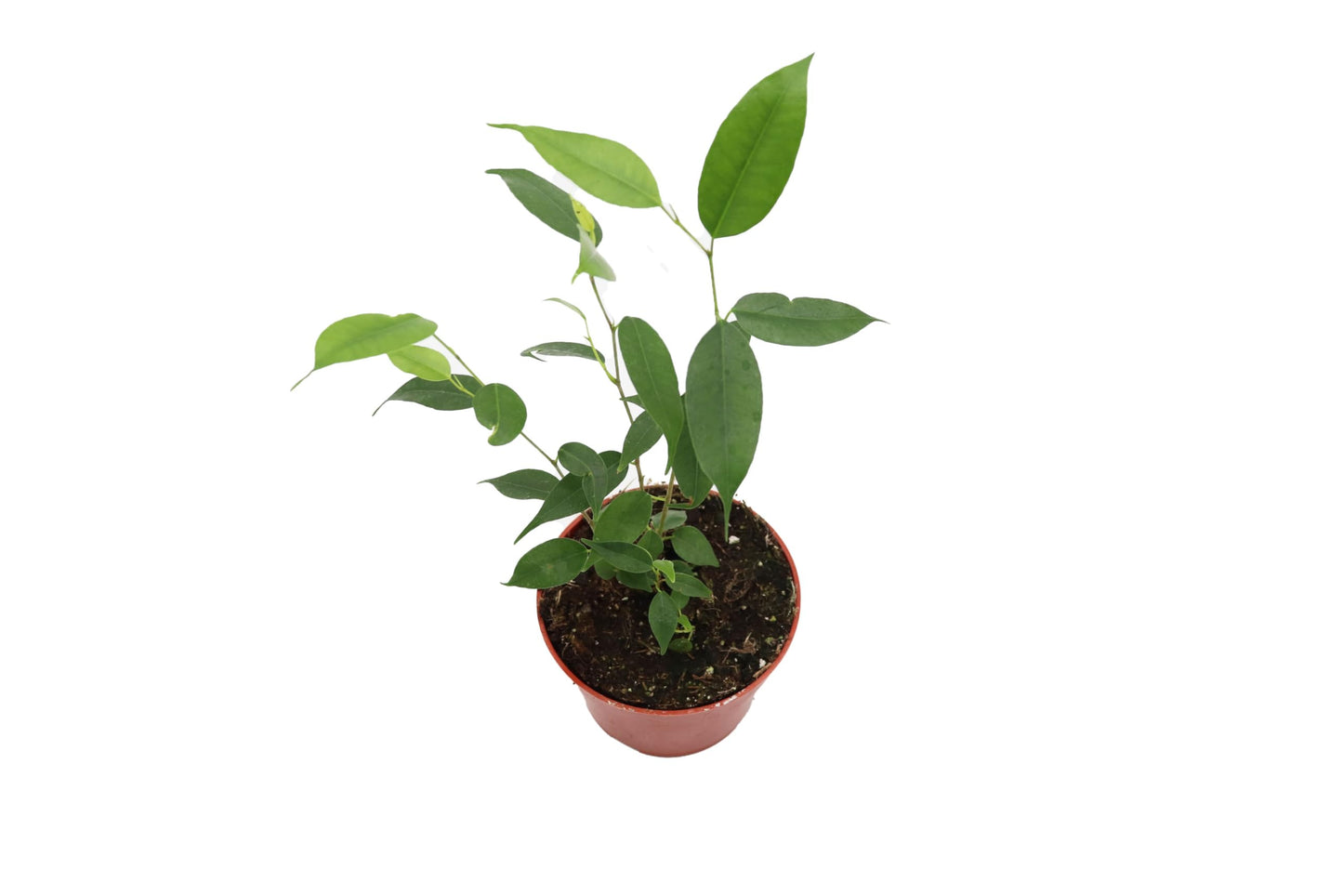 Ficus Benjamina Weeping Fig - 4'' from California Tropicals